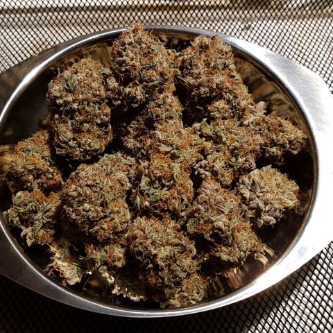 Royal Gorilla growlog timeline photo