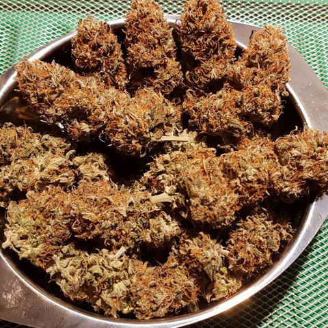 Orange Bud #2 growlog photo: 58g