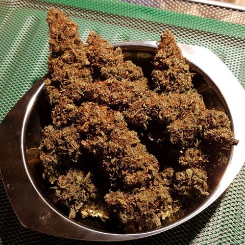 Orange Bud #1 growlog timeline photo