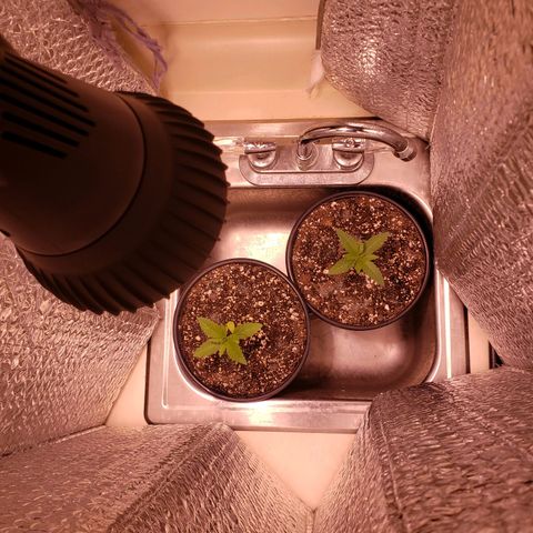 SLH growlog photo: Move to finished part of basement 