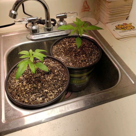 SLH growlog photo: Minor "clawing" on smaller plant