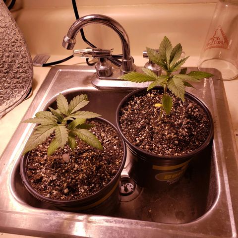 SLH growlog photo: Watered