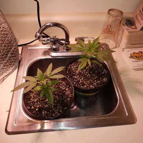 SLH growlog timeline photo