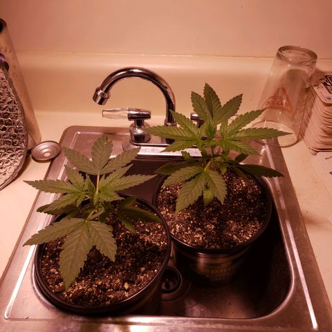 SLH growlog photo: Ready to move to 5 gal. pot...ready for tent...soon