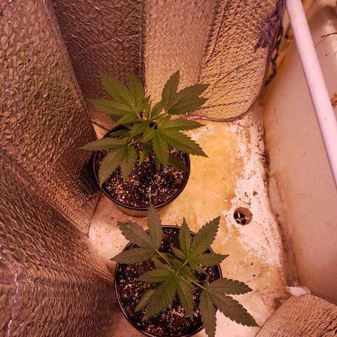 SLH growlog photo: Gave 5-6 oz. of water w/ Terp Tea "grow"....also, have been using small LED since 5-10 due to possible light burn.