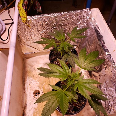 SLH growlog photo: Plan on putting in 5 gal. pots in grow tent asap...garage grow room almost done.