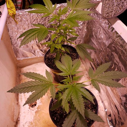 SLH growlog photo: Switched positions 