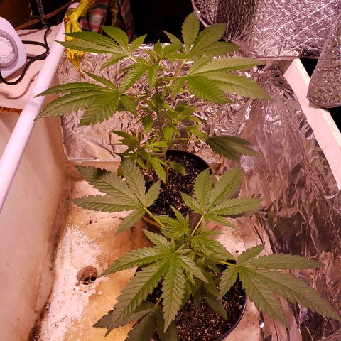SLH growlog timeline photo