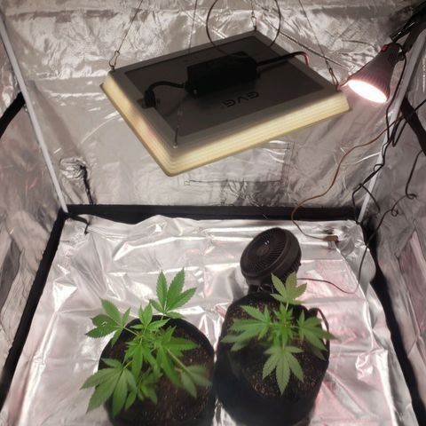 SLH growlog photo: Outside the tent 