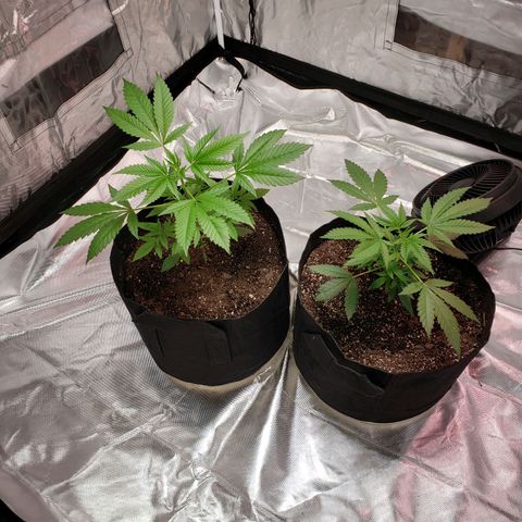 SLH growlog photo: 1 full day in tent. Will be a challenge to keep humidity & temp. down. 