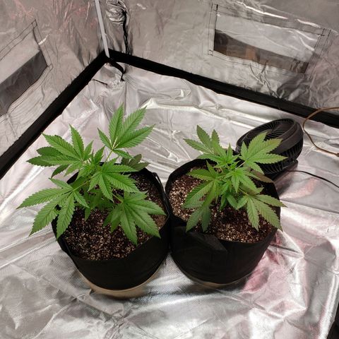 SLH growlog photo: Watered, add some top soil-  roots organic "Lush". 