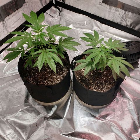 SLH growlog timeline photo