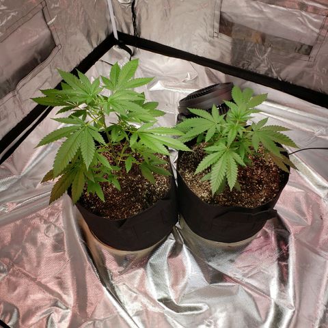 SLH growlog timeline photo