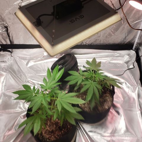 SLH growlog photo: Have 2 clip on $20 grow lights from Lowes, diagonally in corners supplementing my main light.
