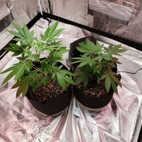 SLH growlog timeline photo