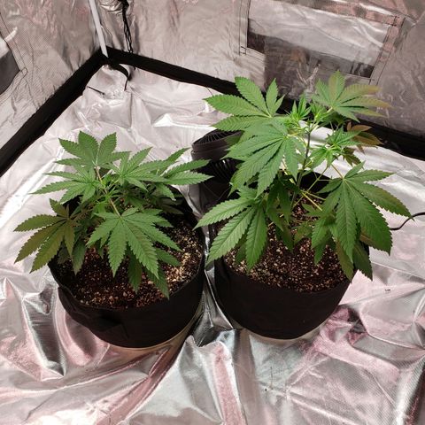 SLH growlog photo: Rearranged