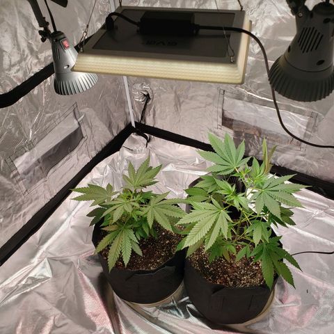 SLH growlog photo: New light configuration 