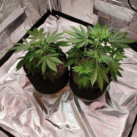 SLH growlog timeline photo