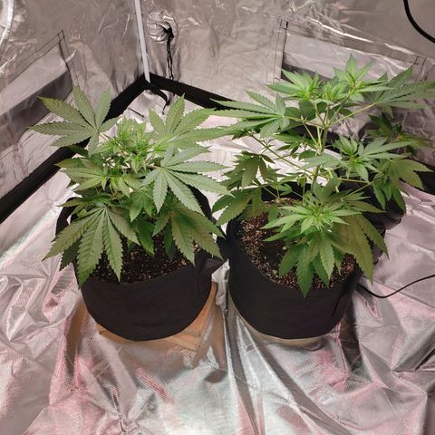 SLH growlog timeline photo