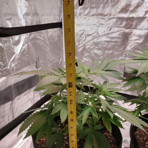 SLH growlog photo: Benchmarking progress & monitoring Temps & humidity...old school...lol