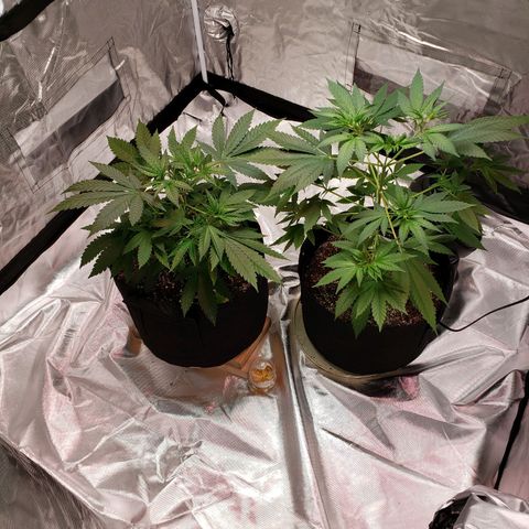 SLH growlog photo: Benchmarking progress & monitoring Temps & humidity...old school...lol