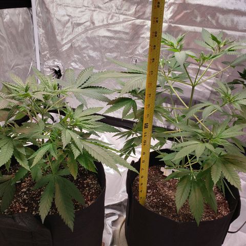 SLH growlog photo: Benchmarking progress & monitoring Temps & humidity...old school...lol