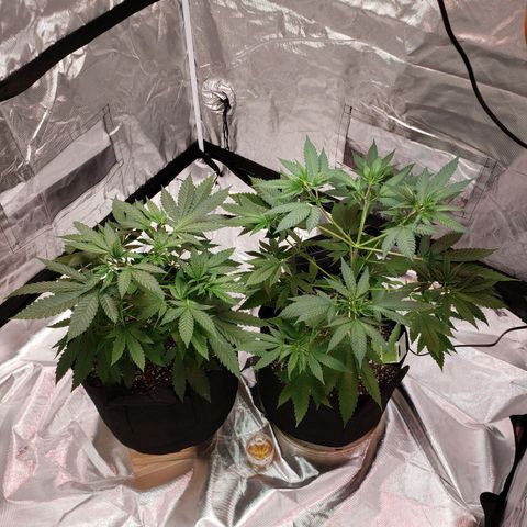 SLH growlog timeline photo