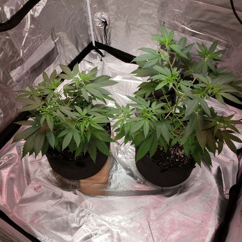 SLH growlog timeline photo