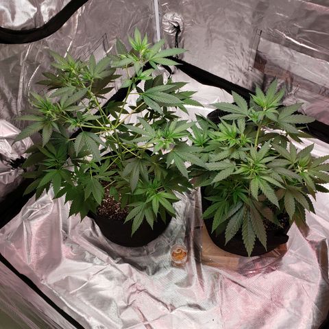 SLH growlog timeline photo