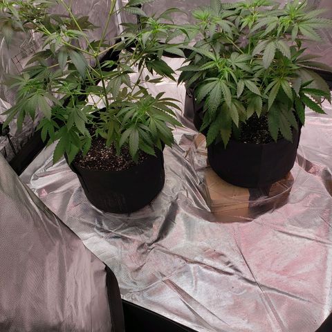 SLH growlog photo: Humidity high struggle 