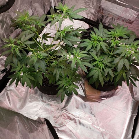 SLH growlog photo: Humidity high struggle 