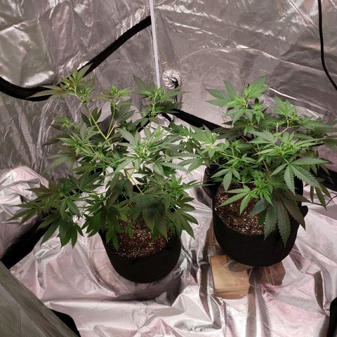 SLH growlog photo: Pulled alot of fan leaves today...mostly from short girl...