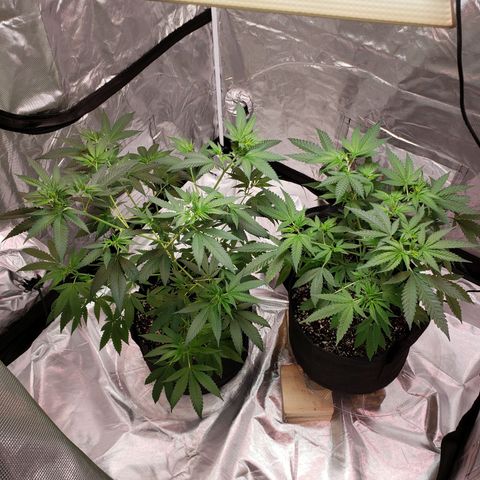 SLH growlog photo: Half gal. of water each