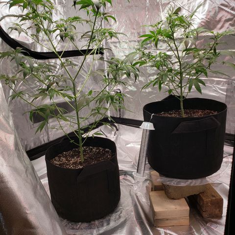 SLH growlog photo: May have overdone it plucking fan leaves this week...time will tell..🤞