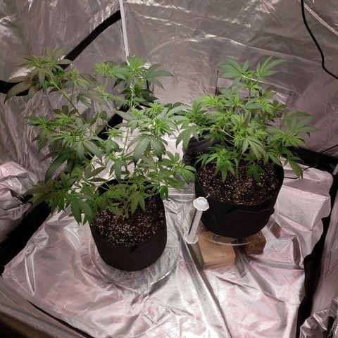 SLH growlog photo: May have overdone it plucking fan leaves this week...time will tell..🤞