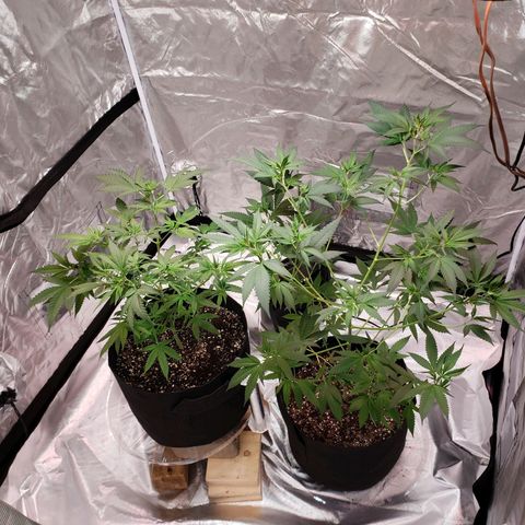 SLH growlog photo: Rearranged