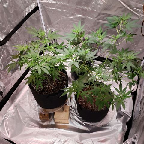 SLH growlog timeline photo