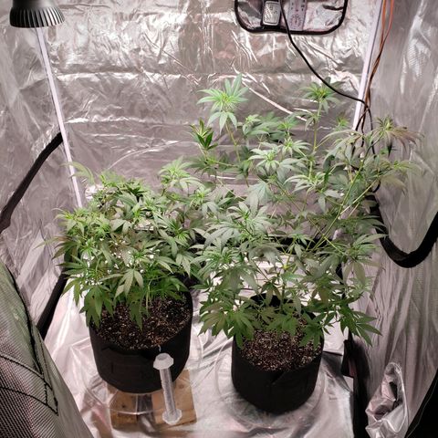 SLH growlog photo: Watered
