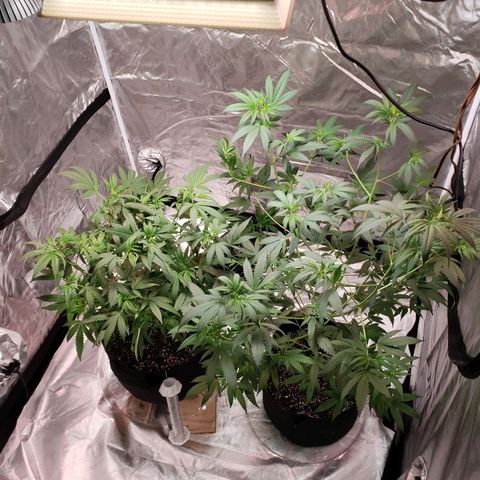 SLH growlog photo: Watered