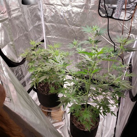SLH growlog timeline photo