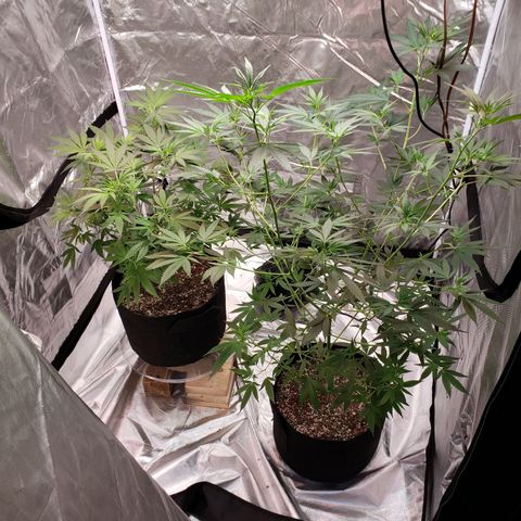 SLH growlog timeline photo