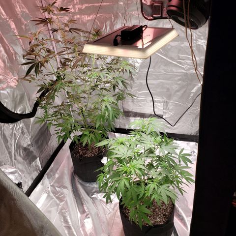SLH growlog photo: Flower time!