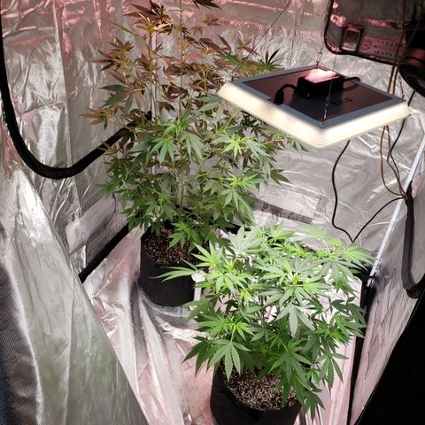 SLH growlog timeline photo