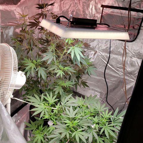SLH growlog timeline photo