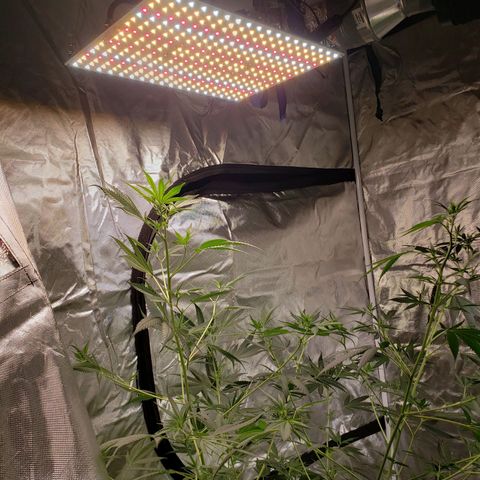 SLH growlog photo: Add 100W LED light