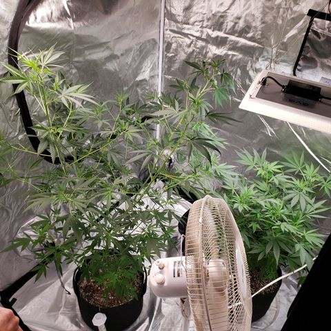 SLH growlog timeline photo