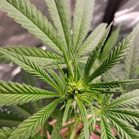 SLH growlog photo: Hoping for the best...🤞