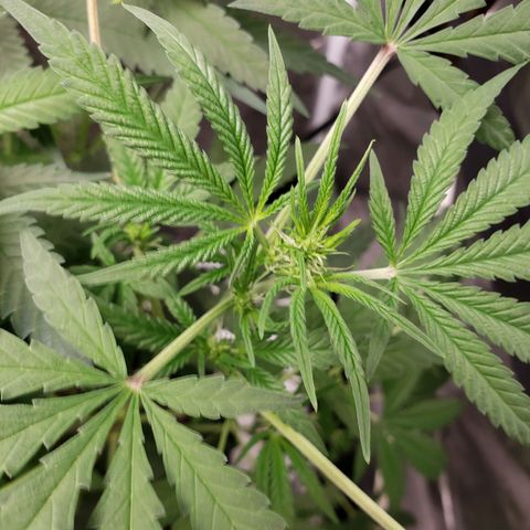 SLH growlog photo: Hoping for the best...🤞