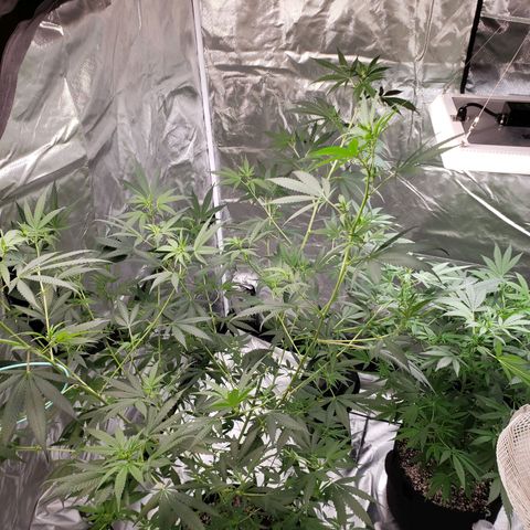 SLH growlog photo: Hoping for the best...🤞