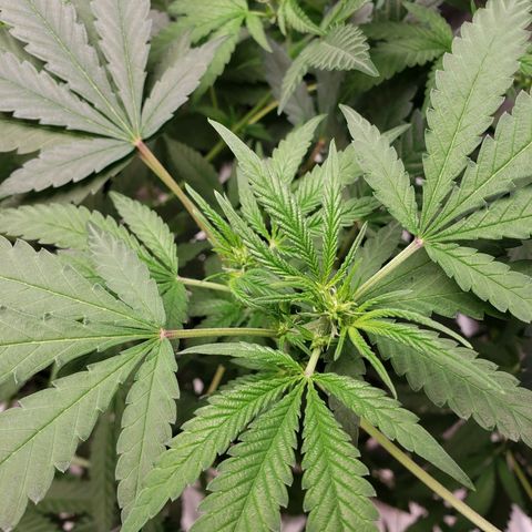 SLH growlog photo: Hoping for the best...🤞